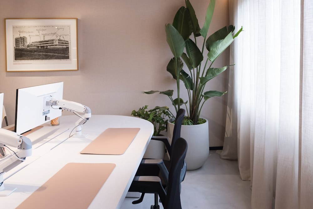 A calm office with white desks, a framed print and a large plant